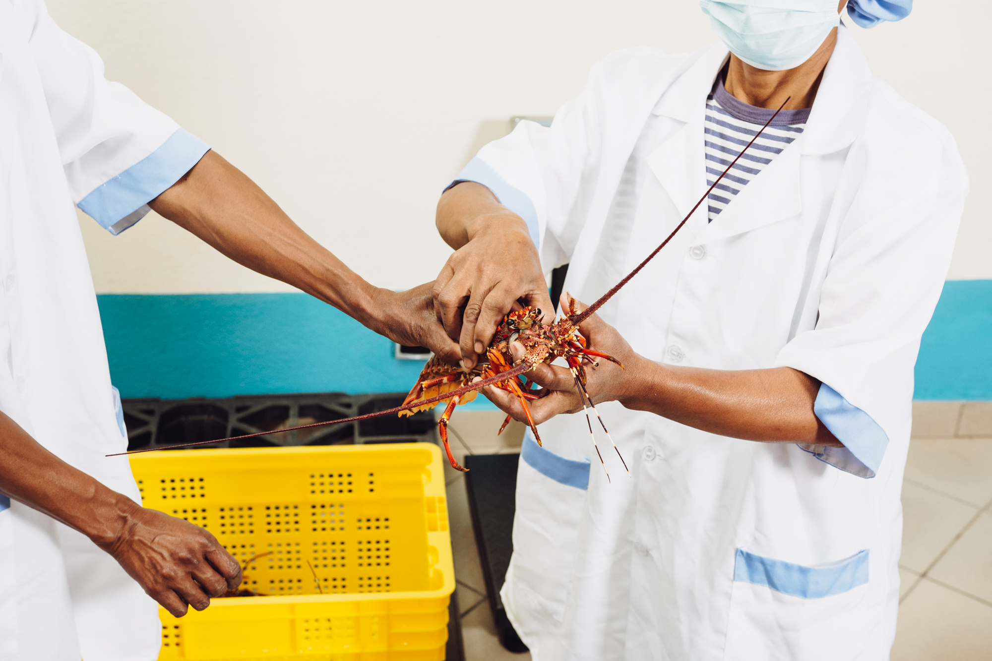 Langouste vivante