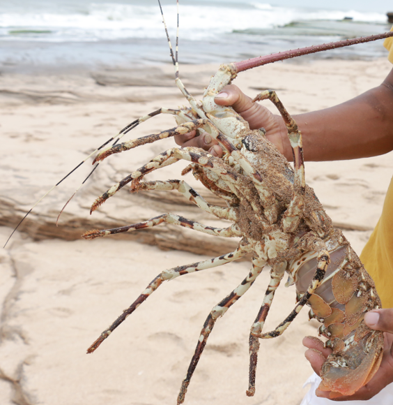 Langoustes de Madagascar